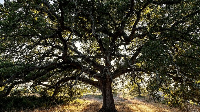 Quercia Vallonea di Tricase, albero monumentale del Salento